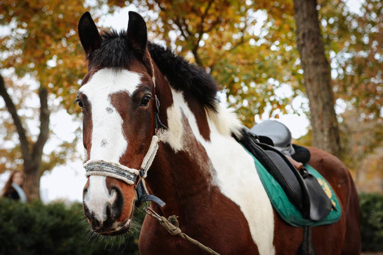 Также в рамках визита Марат Шакирзянович посетил конноспортивный клуб Аллюр в Мелитополе где десятки ребят учатся верховой езде Министерству спорта Запорожской области и федерации конного спорта удалось сохранить поголовье и содержать в порядке территорию клуба Однако помощь в развитии спортивного клуба нужна в частности обсудили возможность построить крытый манеж для занятий верховой ездой Создание современного доступного и социально ориентированного конноспортивного центра позволит сочетать массовый детский спорт эффективную реабилитацию для детей с заболеваниями опорно двигательного аппарата реабилитацию ветеранов специальной военной операции и спортивную подготовку детей Конноспортивный центр может стать ведущим в регионе центром иппотерапии и адаптивной верховой езды а также кузницей молодых спортивных талантов внося вклад в укрепление физического и ментального здоровья детей и взрослых Будем продолжать работу и в этом направлении