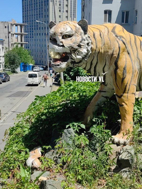 Во Владивостоке вандал напал на статую тигра на улице Тигровой. Местные жители говорят, что нанесён значительный ущерб, и просят полицию вмешаться.