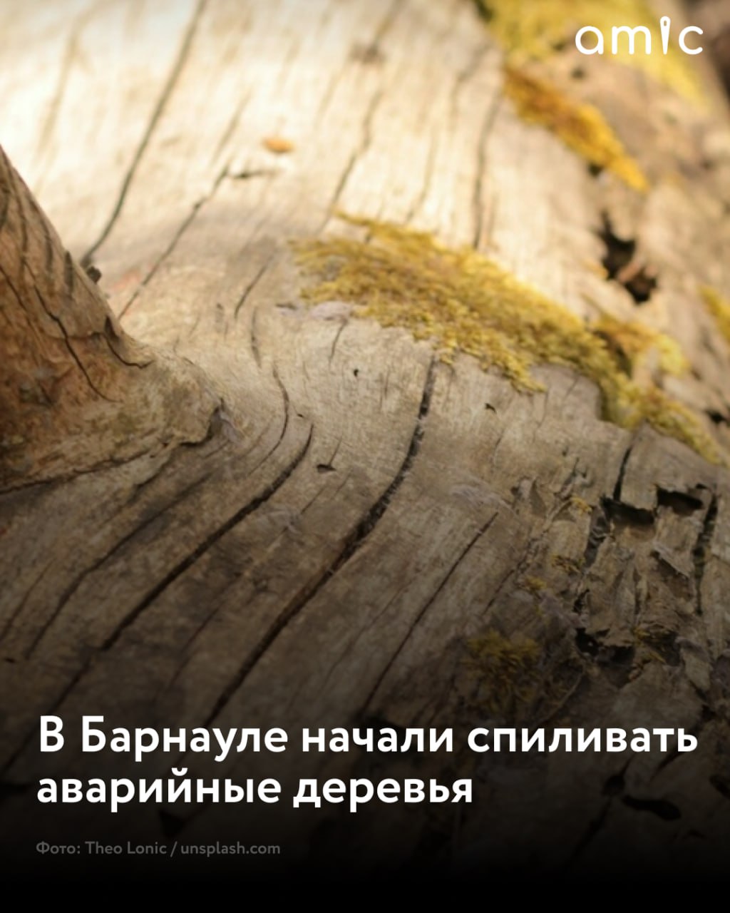 Уборку аварийных деревьев проводят в Барнауле  На текущей неделе работы ведутся на четной стороне проспекта Ленина на участке от дома № 58 до здания № 78. Об этом сообщили в мэрии.  Здесь уже обрезали десять деревьев и убрали три аварийных тополя. В ближайшее время обрежут еще 16 деревьев и спилят пять тополей.  Сносу при этом подлежат только аварийные деревья. Взамен в 2025 году в городе высадят более 600 деревьев и 1400 кустарников.  Кроме того, в Барнауле по нацпроекту "Инфраструктура для жизни" планируют высадить более 2,5 тысячи деревьев на территории бывшего парка имени Ленина и более 700 деревьев – в парке "Юбилейный".