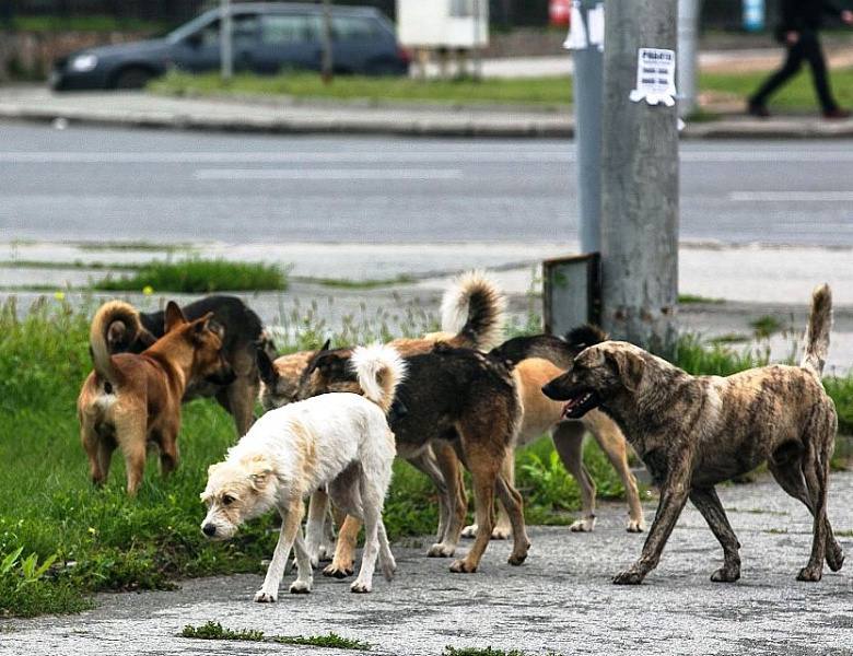 В 2024 году в Крыму стерилизованы 2 878 собак и 392 кошки.   Количество безнадзорных животных, отловленных и размещенных на пожизненное содержание в приютах, составило 3 460 голов, что на 1 753 меньше, чем в прошлом году. Об этом сообщил председатель Государственного Комитета по ветеринарии РК Валерий Иванов.