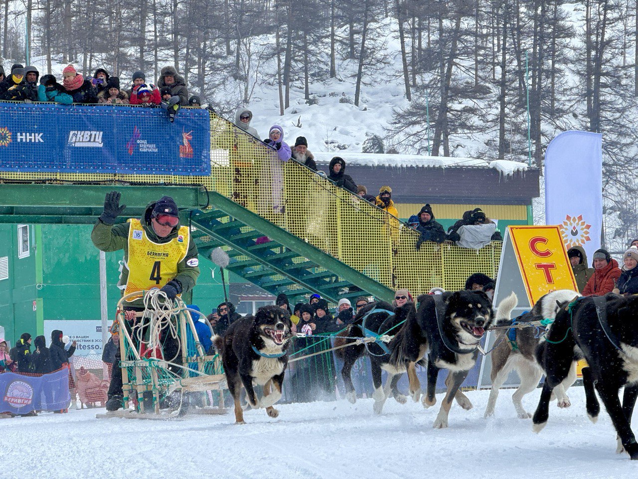 14 каюров выйдут на старт большой гонки Берингия В гонку заявились как начинающие опытные каюры так и многократные победители и призеры гонок на собачьих упряжках На основной маршрут Единая Камчатка 19 лет вместе протяженностью 1425 км со стартом в посёлке Эссо и финишем в г Усть Камчатск выйдут Александр Кривогорницын Анна Семашкина Алексей Попов Евгений Кутынковав Георгий Шевчук Анфиса Бразалук Валерий Соколов Абдурасул Холмуродов Андрей Притчин Юлия Притчина Валентин Левковский Николай Левковский На маршрут в номинации Молодой каюр протяженностью 415 км от села Эссо до посёлка Тигиль выйдут София Яганова Николай Наянов Важно отметить что заявки подали и каюры из северных районов Камчатки В их числе Евгений Кутынковав Николай Наянов и Валерий Соколов они представляют Карагинский район София Яганова Быстринский район Остальные каюры из Елизовского района Гонка пролог пройдет 21 февраля в Петропавловске Камчатском на лыжной базе Лесная одновременно с фестивалем Снежный путь а старт первого этапа основной гонки запланирован на 28 февраля в селе Эссо
