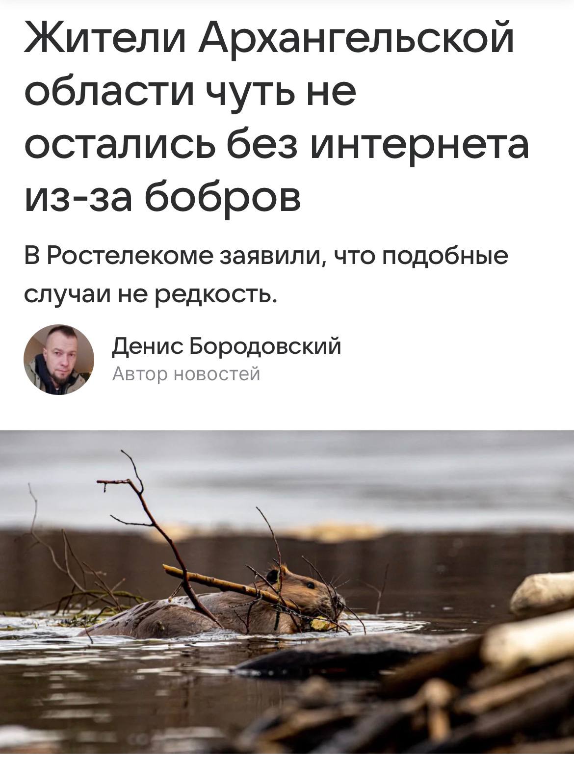 Бобры чуть не оставили без интернета 13 тыс человек в Архангельской области сообщает Ростелеком Животные перегрызли магистральный кабель связи Специалистам пришлось срочно ликвидировать последствия аварии investingcorp