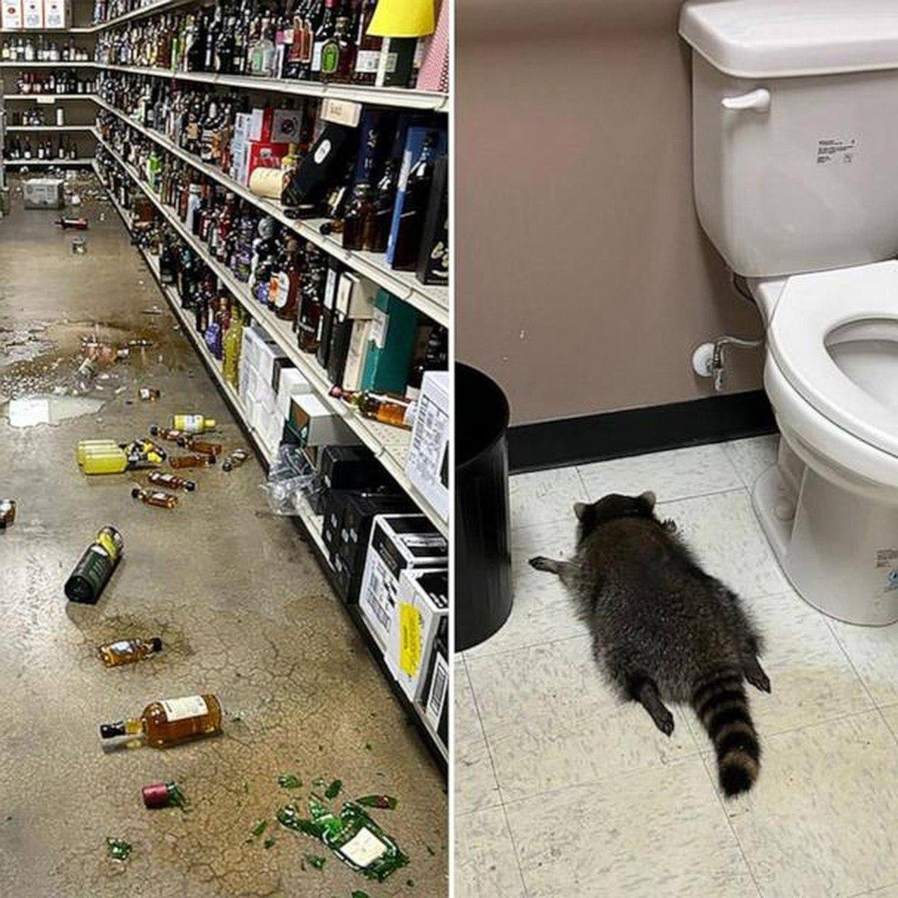 Енот пьяница устроивший дебош в алкомаркете в США и уснувший в туалете оказался рецидивистом По словам сотрудницы службы по контролю за животными в округе Гановер Саманты Мартин енот проник в магазин как минимум в третий раз ранее он похищал еду его ловили и выпускали но он врзвращался Он каким то образом знает как вернуться в это здание Он умный маленький зверек Он не делал ничего плохого просто хорошо проводил время Хочется верить что он усвоил урок Но если честно он просто живет свою лучшую жизнь сказала Мартин в подкасте Hear in Hanover Дмитрий Никотин Подписаться