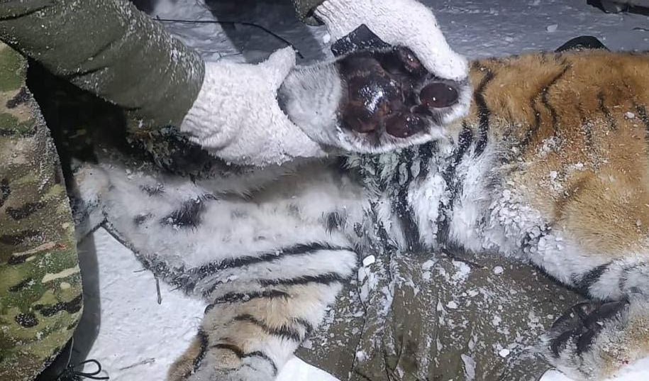 Тигра-людоеда, который убил водителя лесовоза, поймали в Хабаровском крае  Около посёлка Солонцовый после рыбалки на одного из мужчин накинулась хищница и утащила в чащу, находившийся рядом коллега не успел ничего сделать. Позже тело нашли без руки и с большой раной на боку.  Также крупная самка прокусила колёса охотоведам и напала на лагеря. Сегодня зверя поймали — у него повреждены лапы, которыми займутся ветеринары. Специалисты считают, что он мог мстить за тигрят.  #Новости