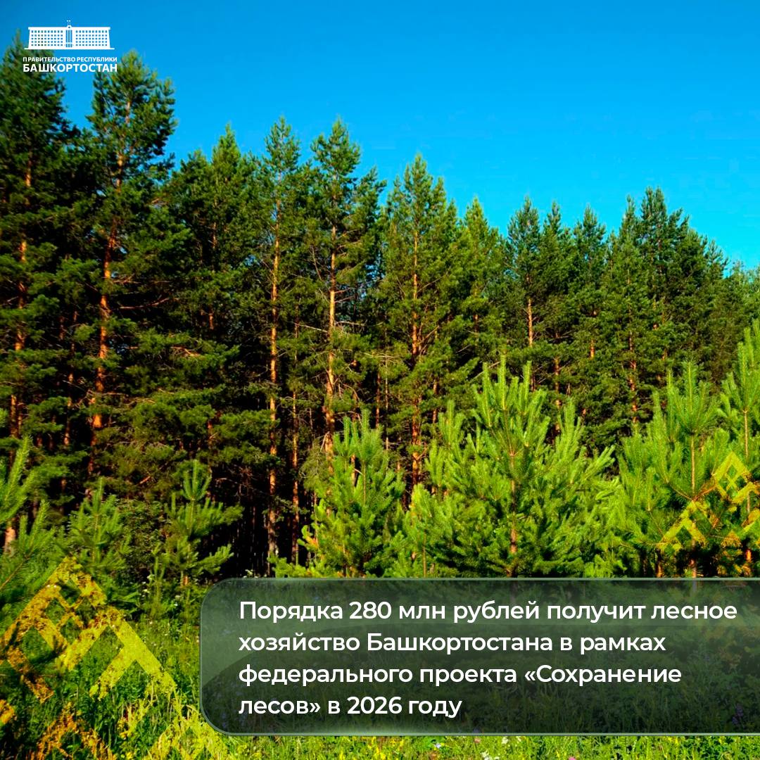 Порядка 280 млн рублей получит лесное хозяйство Башкортостана в рамках федерального проекта Сохранение лесов   В 2026 году Министерство лесного хозяйства Республики Башкортостан продолжает участие в реализации федерального проекта Сохранение лесов в рамках национального проекта Экологическое благополучие   Финансирование проекта полностью обеспечивается за счет средств федерального бюджета В 2025 году Башкортостану на эти цели было выделено 88 4 млн рублей Средства освоены в полном объеме В 2026 году объем средств выделенных Башкортостану по федеральному проекту Сохранение лесов вырос в 4 раза до 278 млн рублей По этому показателю республика лидирует в Приволжье и занимает второе место по России сообщил министр лесного хозяйства Республики Башкортостан Марат Шарафутдинов ℹ  Полученное финансирование позволит создать в республике новый тепличный комплекс Кроме того значительная часть средств будет направлена на защиту лесов от пожаров