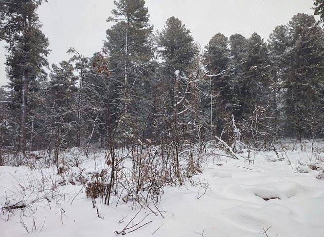 Томская межрайонная природоохранная прокуратура требует установить охранные зоны для 25 припоселковых кедровников и других региональных памятников природы В нарушение закона границы этих ООПТ до сих пор не определены охранные зоны не созданы это риск незаконной застройки и других негативных воздействий на природные объекты Природоохранный прокурор через суд потребовал установить охранные зоны в отношении вышеназванных ООПТ Ответчик по делу региональный департамент природных ресурсов и охраны окружающей среды Исковые заявления на рассмотрении в Кировском райсуде города Томска Подробнее на Бабре томск vtomsk24