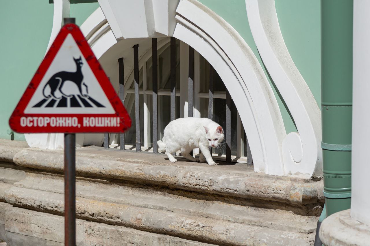 В Петербурге отпраздновали День Эрмитажного кота Милые котики спасают главный музей Северной столицы уже четверть века. В государственном музее "Эрмитаж" 31 мая празднуют традиционный День Эрмитажного кота. Среди мероприятий – церемония награждения победителей конкурса рисунков. В 2025 году решено было приурочить его к 80-летию Победы – авторы нарисовали котов во время блокады Ленинграда. Лучшими картинами украсили сумки и почтовые открытки. Для всех участников организовали творческие мастер-классы. "Мы отобрали 20 работ из более чем полутора тысяч. Мы их перенесём в галерею, там торжественно откроем и разрежем ленточку. Это будет часть официальной выставочный политики Эрмитажа", – сообщила помощник генерального директора Эрмитажа, пресс-секретарь Эрмитажных котов Мария Халтунен телеканалу "Санкт-Петербург". Читать далее