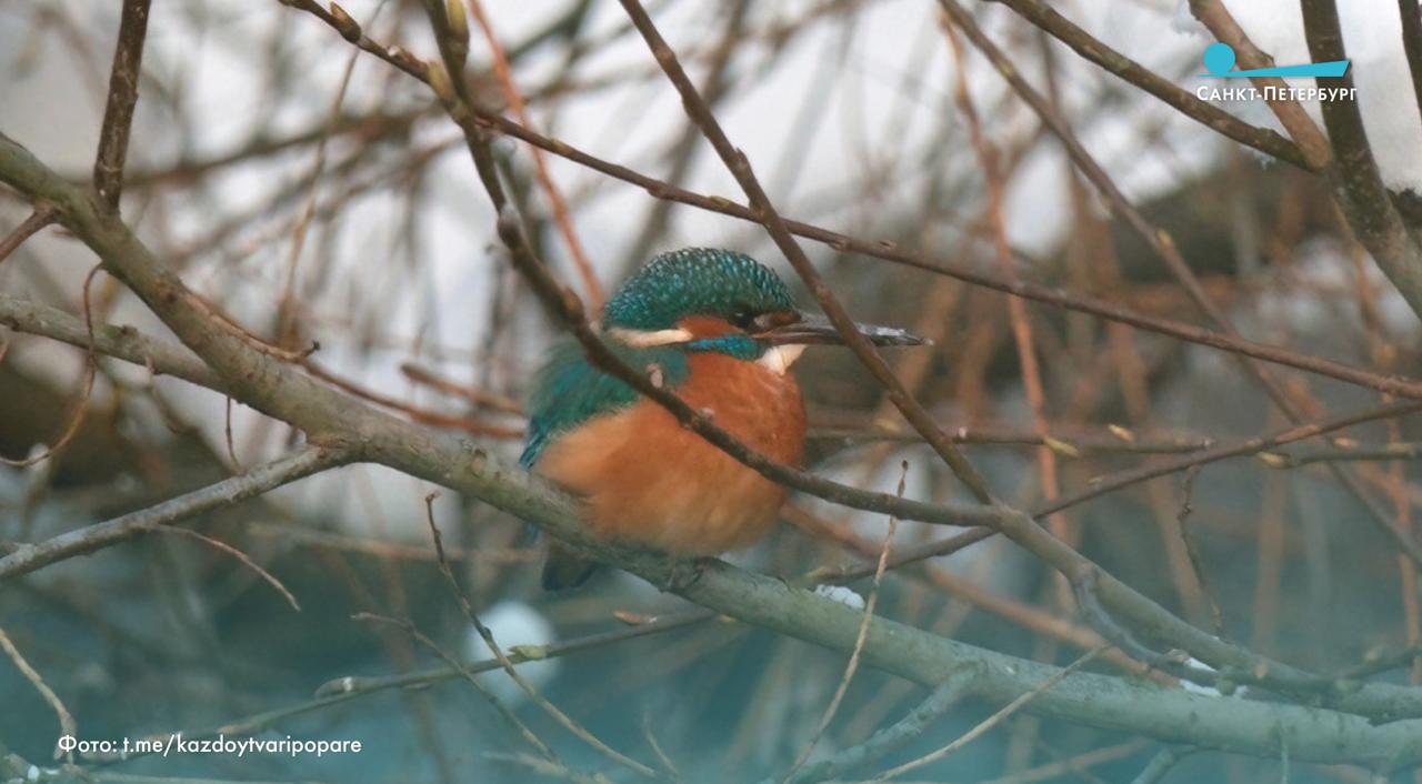 В крещенские морозы в Петербурге замечена редкая птица обыкновенный зимородок рассказал биолог и ведущий телеканала Санкт Петербург Павел Глазков Эта небольшая яркая птица размером чуть больше воробья обычно улетает на зиму в Северную Африку но последние тёплые зимы позволяют ей жить в городе круглый год Зимородки охотятся на мелкую рыбу сидя на ветках у незамерзающих водоёмов Несмотря на название птенцов они выводят весной и летом в норах которые роют в берегах рек Обыкновенный зимородок занесён в Красную книгу Санкт Петербурга и нуждается в защите Наши новости в Телеграм VК ОK MAX