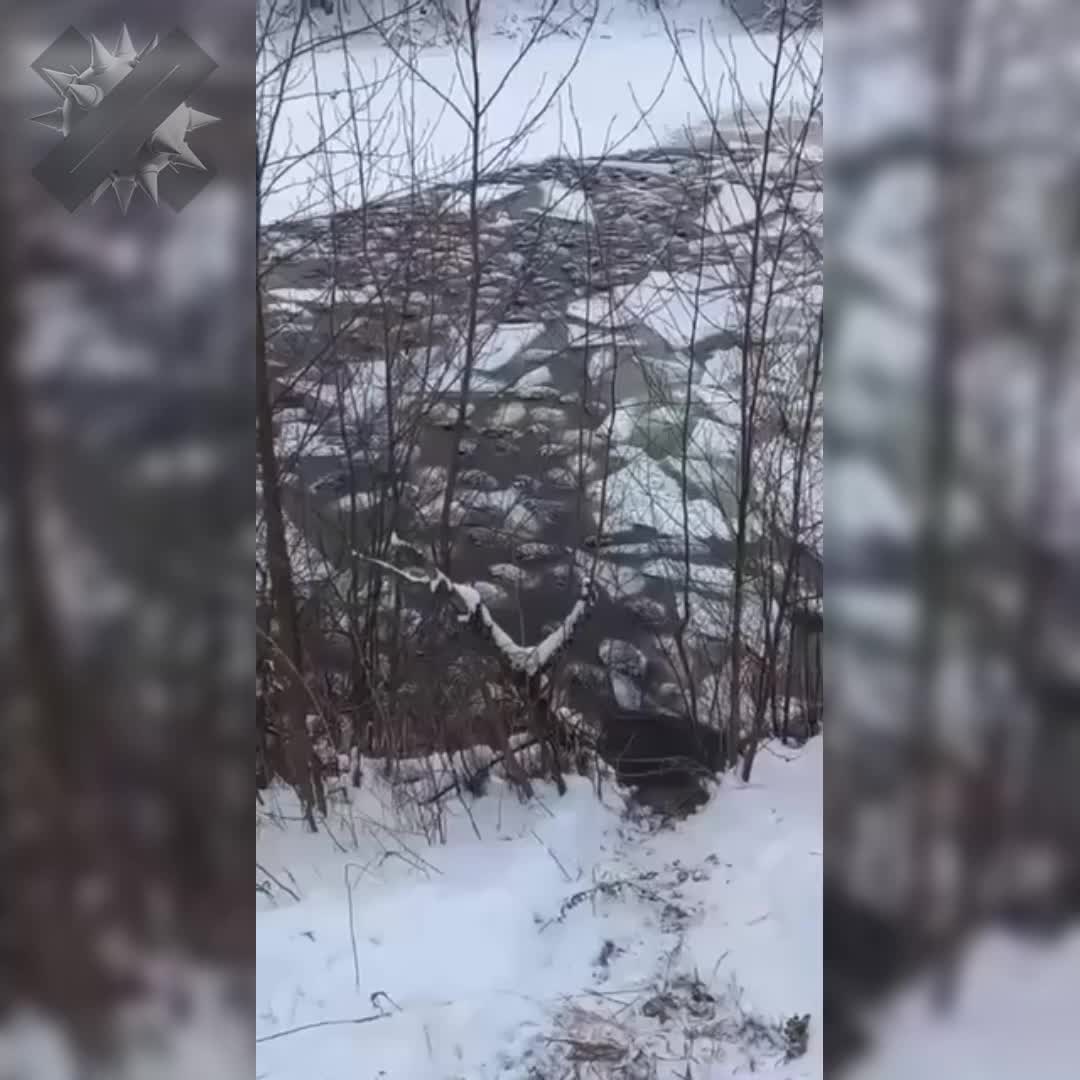 Трагические инциденты с животными: хаски убили уток, овцы утонули под льдом