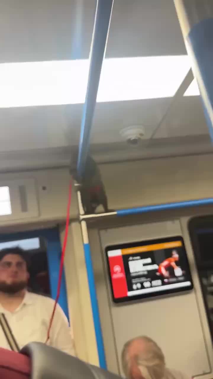 Енот в московском метро: необычный пассажир привлек внимание