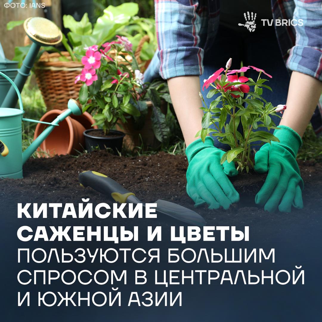 За 10 месяцев этого года экспорт саженцев из китайского Синьцзян Уйгурского автономного района вырос более чем в 5 раз а цветов в 5 6 раза За границу отправили уже 36 тыс тонн заработав около 7 7 млрд рублей В настоящее время в Синьцзяне насчитывается 46 предприятий по выращиванию саженцев и цветов которые они имеют право экспортировать С начала 2025 года саженцы и цветы стали новой точкой роста на экспортном рынке Китая Таможня города Урумчи тщательно следит за тем чтобы вывозимая сельхозпродукция отвечала высоким стандартам качества на всех этапах производства и перевозки MAX ВК ДЗЕН Поделиться бустом