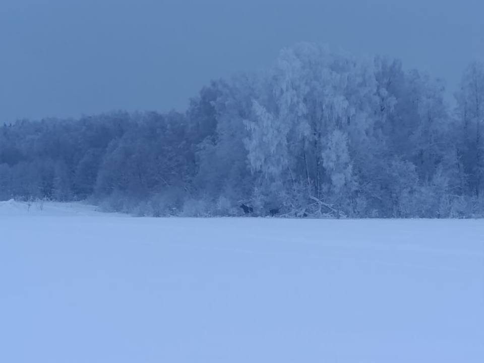 Лоси выходят на дороги Все чаще жители округа стали видеть лосей прямо у дорог об этом пестрят истории в различных соцсетях В нашем округе это явление нередкое Причем больших животных встречают в разное время года Этому способствует несколько факторов зверям легче перемещаться по трассам чем пробираться сквозь глубокие снежные заносы лосей привлекает соль которой обрабатывают дороги надежда найти пищу возле дорог миграция животных чаще в ночное время Заметив предупреждающий знак Дикие животные водителям рекомендуется уменьшить скорость и проявлять повышенную бдительность Появившийся перед автомобилем лось требует немедленного включения аварийной сигнализации экстренного торможения полной остановки транспорта и ожидания момента пока животное уйдет само