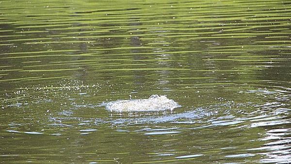 Водолазы ведут поиски пропавшего 21 августа в Абзелиловском районе на озере Чебаркуль недалеко от села Давлетово пропал 45 летний мужчина Известно что он с двумя друзьями приехал из Магнитогорска ради подводной охоты Друзья мужчины выплыли а сам он пропал Подписывайся на БСТ