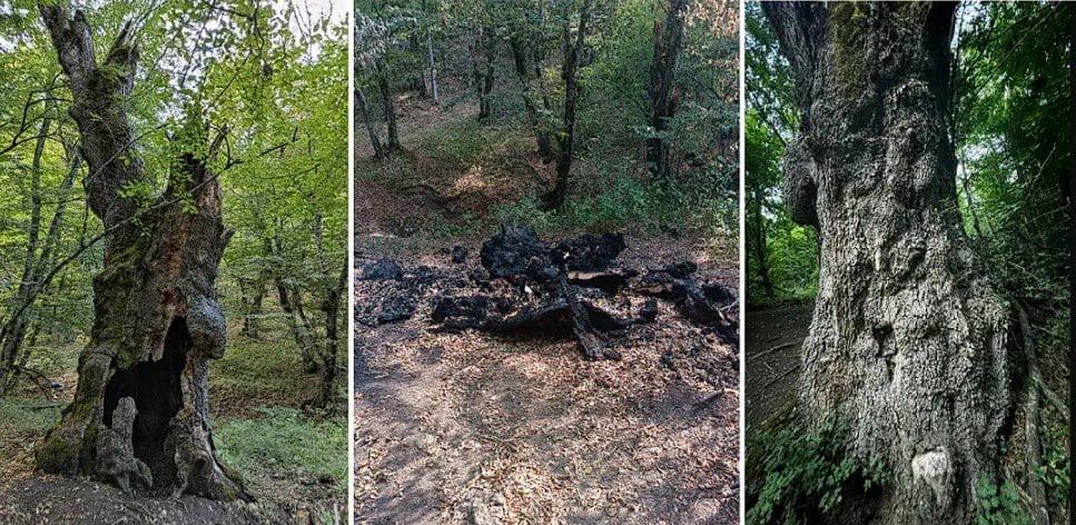 В Севастополе варвары сожгли 200-летний дуб у тропы к Храму Солнца  Фотографии того, каким было дерево с огромным дуплом от самой земли и что от него осталось теперь.  «Сложно понять, что двигало этими недолюдьми. Но ощущение, что потерял друга», — написал он.  Оказалось, что неизвестные разожгли костёр прямо внутри дупла. А когда огонь вышел из-под контроля — сбежали.  Пожар быстро потушили, но спасти дерево не удалось. В Севприроднадзоре считают что найти виновных будет очень сложно.
