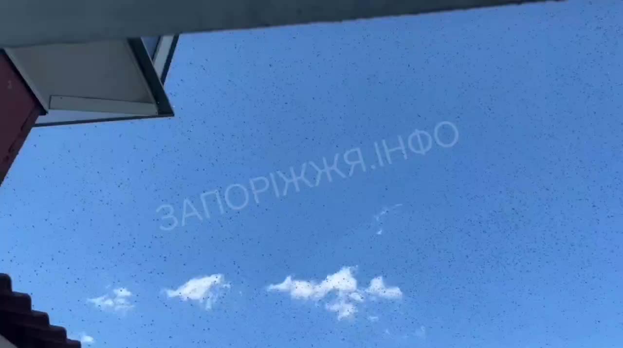 Ситуация с нашествием саранчи в Запорожской области требует экстренных мер