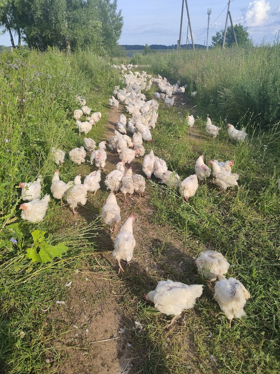 В деревню Якшур Якшур-Бодьинского района неизвестные привезли и бросили 3000 куриц. Кур выгрузили на территории фермы, но, по словам местных жителей, там нет ограждений, нет места, куда закрыть птиц, «только пьяный сторож». Ситуация — кошмар. Повсюду трупы куриц. И в поле, а там мы ягоды собирали. На территории фермы тоже ужас, труп на трупе. Курицы по всей деревне уже. Сторож сказал, фура выгрузила три тысячи куриц и уехала. Кто, кому, откуда — неизвестно. Просим принять меры, так как у куриц нет при себе документов и население не знает, здоровы они или нет. Вонь от трупов стоит невыносимая, — пишет в соцсетях жительница деревни, пост которой опубликовали также в группе «Альянса защитников животных». В комментариях под постом появился ответ Главного управления ветеринарии УР, в котором местных жителей поблагодарили «за бдительность»: Частное лицо завезло птицу по ветеринарно-сопроводительной документации. Специалисты Завьяловской станции по борьбе с болезнями животных дополнительно исследовали птиц на грипп птиц, сделали дезинфекцию, от других заболеваний курицы привиты. По факту выхода птицы за пределы участка материалы переданы в Управление Россельхознадзора. -info