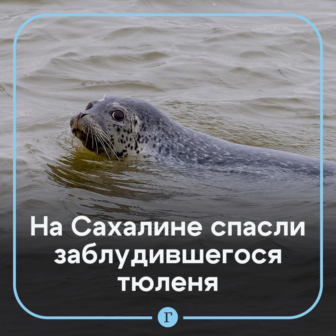 На Сахалине тюлень забрел в лес и потерялся Несколько дней назад животное забралось глубоко в чащу оно ползло 20 км в поисках водоема Его спасли зоозащитники фонда Зеленый Сахалин Уточняется что информация поступила вечером перед непогодой поэтому спасательную операцию пришлось отложить на три дня За это время активисты нашли помощь в виде людей и транспорт Зверь двигался по лесу а еще посетил чью то дачу Тюленя нашли чуть поодаль от берега под снегом Животное отловили и пересадили в переноску Уточняется что оно сопротивлялось Неравнодушным людям