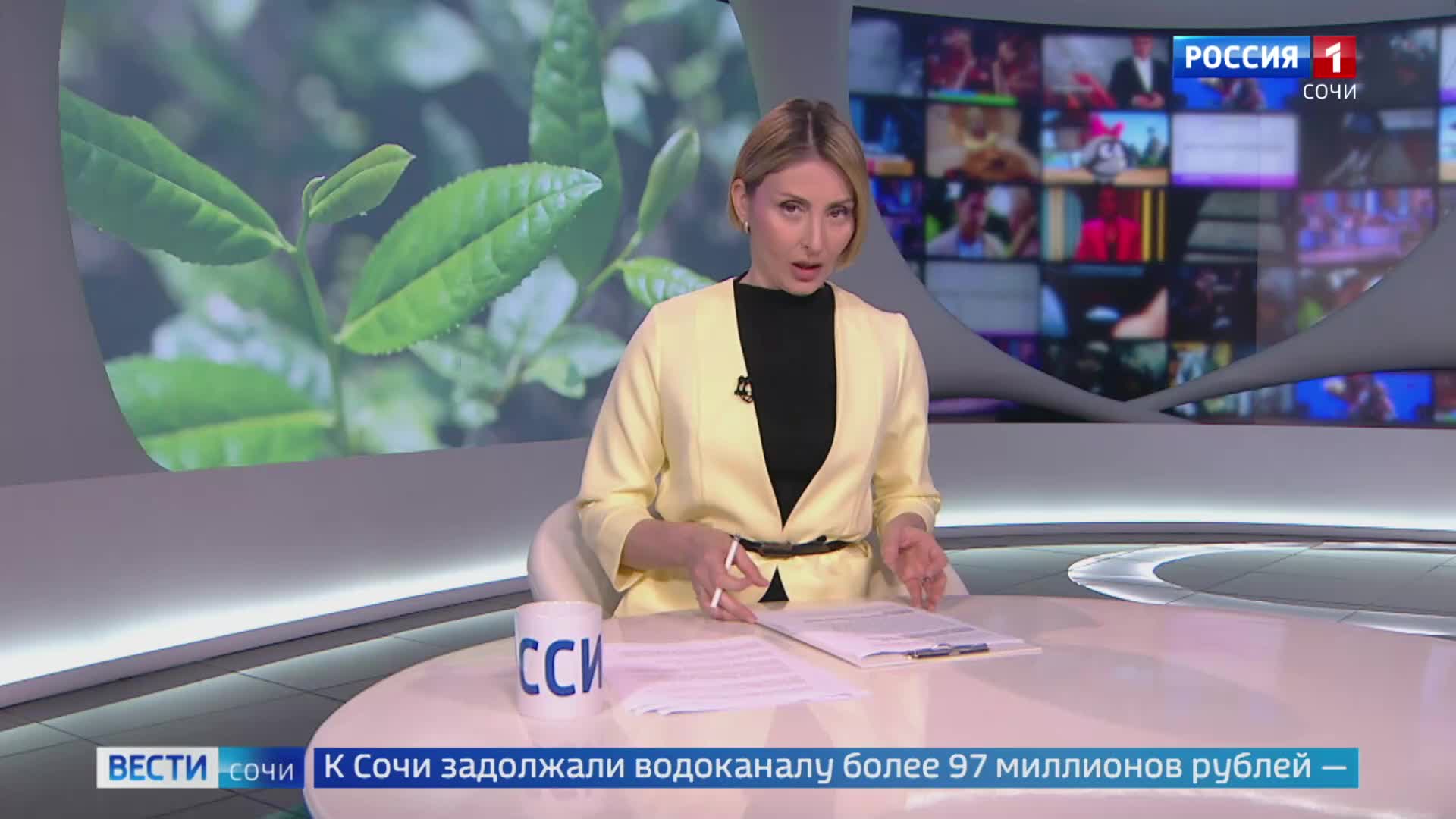 В Сочи пересаживают четыре тысячи саженцев чая для создания новых сортов