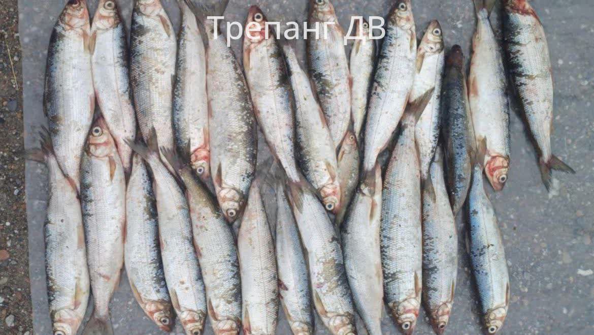 В Бурятии у семейной пары полицейские изъяли из незаконного оборота более 717 кг байкальской рыбы на 9,5 млн рублей. Правоохранители остановили автомобиль на берегу протоки реки Селенга вблизи села Истомино. Супруги рассказали, что приехали в Кабанский район на отдых. Они узнали у местных жителей, где можно купить байкальскую рыбу, а затем приобрели партию у неизвестного лица для дальнейшего сбыта в Иркутской области. Полицейские изъяли 2596 омулей, 29 хариусов и 4 сигов. Общий ущерб, причиненный водным биоресурсам, превысил 9,5 млн рублей, сообщили в пресс-службе МВД по Республике Бурятия.
