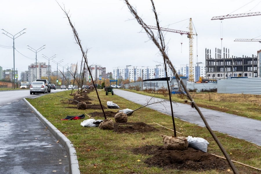 500 деревьев и кустарников высадили в Курске. Сажали тополя, катальпы, липы и клены.  Деревья высаживали на улицах 50 лет Октября, Пучковке, проспекте Плевицкой.  Город заключил контракт на озеленение на 10 млн рублей. Подрядчик - ООО «Унипроф».  ПОДПИСАТЬСЯ    ПРЕДЛОЖИТЬ НОВОСТЬ