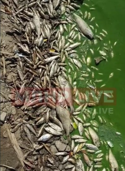 Специалисты возьмут пробы воды в Луганском море, чтобы выяснить причину массового замора рыбы  Инспекторы Рыбоохраны выехали на место массового замора рыбы, который был зафиксирован в одном из водоемов Луганска.   "Предварительно можно сделать вывод, что это естественный процесс, обусловленный высокой температурой и, как следствие, засухой. Привлечен специалист Азово-Черноморского филиала Всероссийского научно-исследовательского института рыбного хозяйства и океанографии для проведения отбора проб воды, донных отложений и погибшей рыбы. По результатам проведенных анализов и исследований отобранных образцов проб будет установлена истинная причина гибели водных биологических ресурсов", - пояснили в Луганском отделе государственного контроля, надзора и охраны водных биологических ресурсов Азово-Черноморского территориального управления Федерального агентства по рыболовству.   Напомним, в соцсетях распространяется видео, на котором видно, что берег Луганского моря покрыт мертвой рыбой.