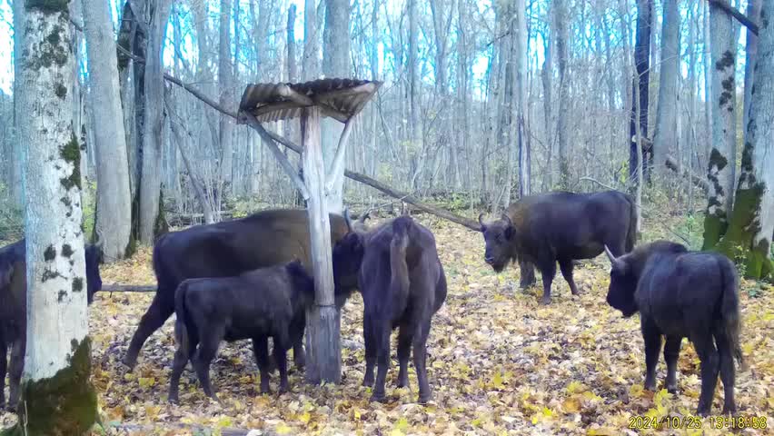 Зубры запечатлены на фотоловушку в Тульской и Орловской областях