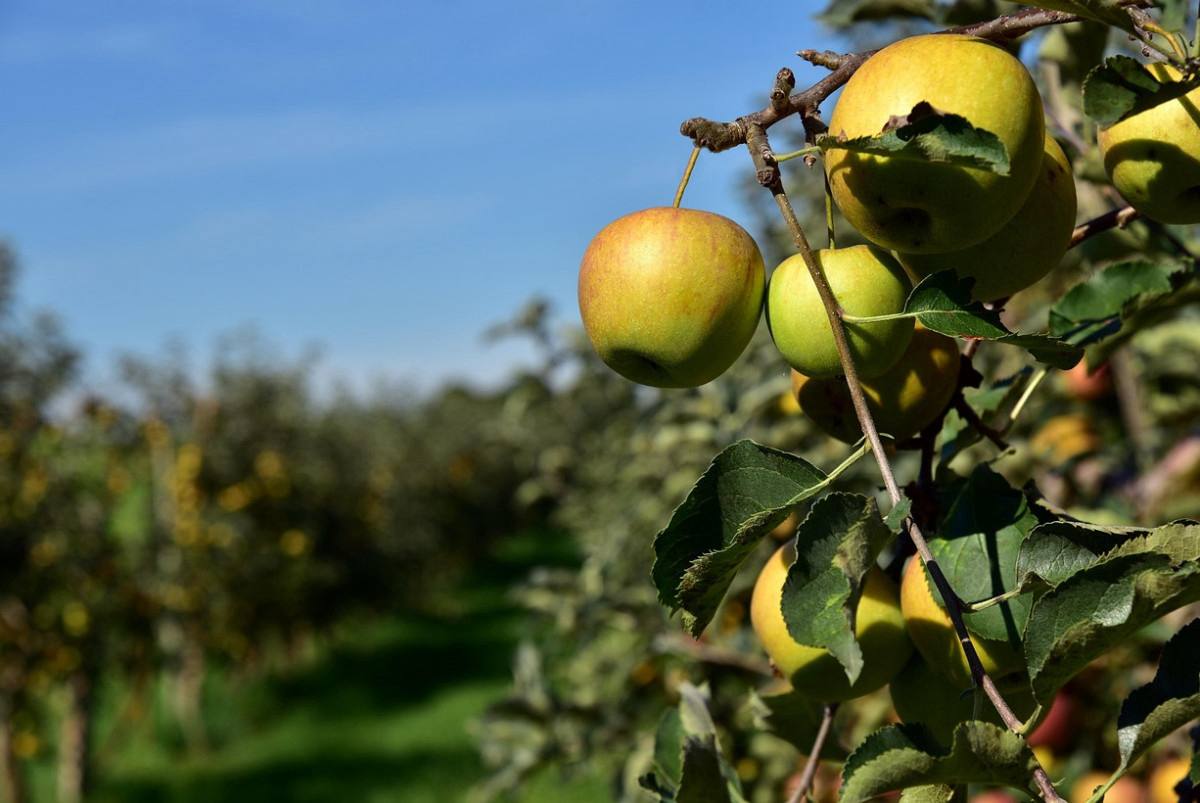 Яблоневый скандал в Шымкенте разоблачили схему фиктивных садов на миллиарды тенге Департамент Агентства по финансовому мониторингу по городу Шымкент расследует уголовное дело в отношении бывшего председателя АО Фонд финансовой поддержки сельского хозяйства ЖандараОмарова подозреваемого в крупном хищении бюджетных средств передает BAQ KZ По данным следствия в 2022 2023 годах чиновник используя своё должностное положение организовал преступную схему по завышению стоимости работ и оборудования выделенных на создание интенсивных яблоневых садов Для реализации замысла Омаров привлёк руководителя ТОО Green Mart Kazakhstan который зарегистрировал 20 фиктивных компаний на родственников и знакомых оформив их как лизингополучателей в рамках программы поддержки аграриев Фактически эти фирмы не вели деятельности и не участвовали в проектах baq rus