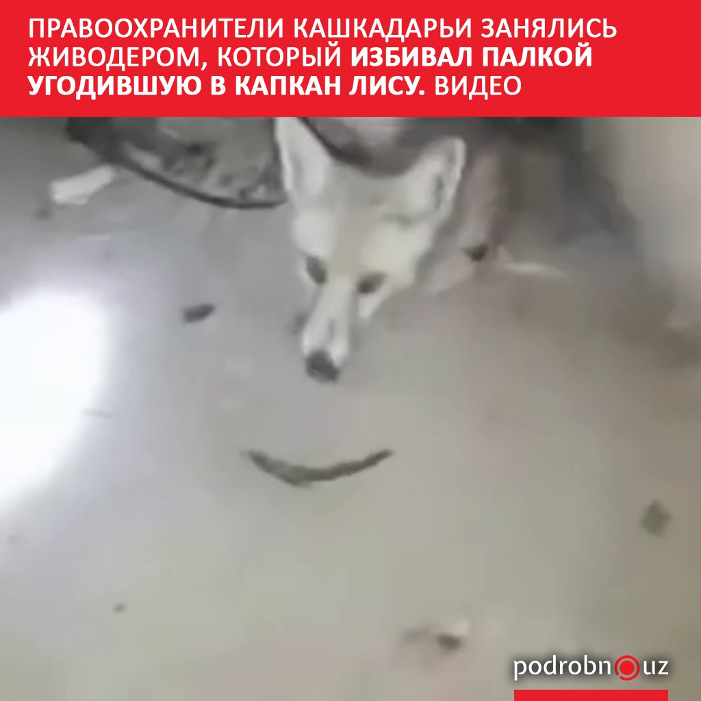 Правоохранительные органы Кашкадарьинской области начали расследование после появления в Сети видео на котором мужчина избивает палкой попавшую в капкан лису podrobno uz cat proisshestviya pravookhraniteli kashkadari zanyalis zhivoderom kotoryy izbival palkoy ugodivshuyu v kapkan lisu vid Telegram Instagram Facebook Читать на узбекском