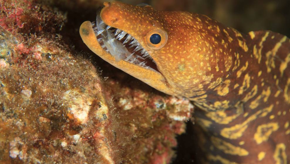 На пляже отеля в Хургаде произошел инцидент с нападением мурены на отдыхающего Пострадавшим оказался российский турист которого крупная рыба укусила прямо у берега Свидетели немедленно вызвали скорую помощь и мужчину госпитализировали Мурену выловили поместили в пакет и позже выпустили в открытом море вдали от пляжной зоны Подписаться на канал Telegram MAX Все наши каналы