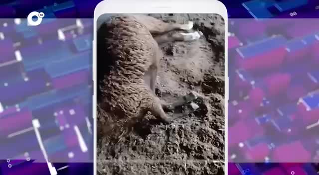 Тигр пойман в Хабаровском крае после нападений на скот