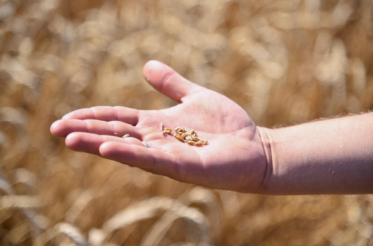 В Владимиров Поддержку сельхозпроизводителей будем продолжать На пресс конференции совмещенной с прямой линией губернатор Ставрополья заявил о продолжении государственной поддержки аграрного сектора региона В 2025 году в крае собран рекордный урожай зерновых и зернобобовых 10 6 млн тонн что на 27 превышает показатели прошлого года Мы продолжим субсидирование сельхозтоваропроизводителей и работу с селекционерами Продолжим работать с Правительством РФ с Минсельхозом России чтобы наши труженики получали достойную отдачу от своего труда сказал Владимир Владимиров Глава края также отметил что опыт Ставрополья по применению технологии искусственного вызова осадков будет распространен в других регионах через комиссию Госсовета РФ по сельскому хозяйству В 2026 году работа с самолетом лабораторией Росгидромета будет продолжена Отметим в 2025 году объем господдержки АПК Ставрополья составил 6 7 млрд рублей охватив растениеводство животноводство мелиорацию и другие ключевые направления отрасли