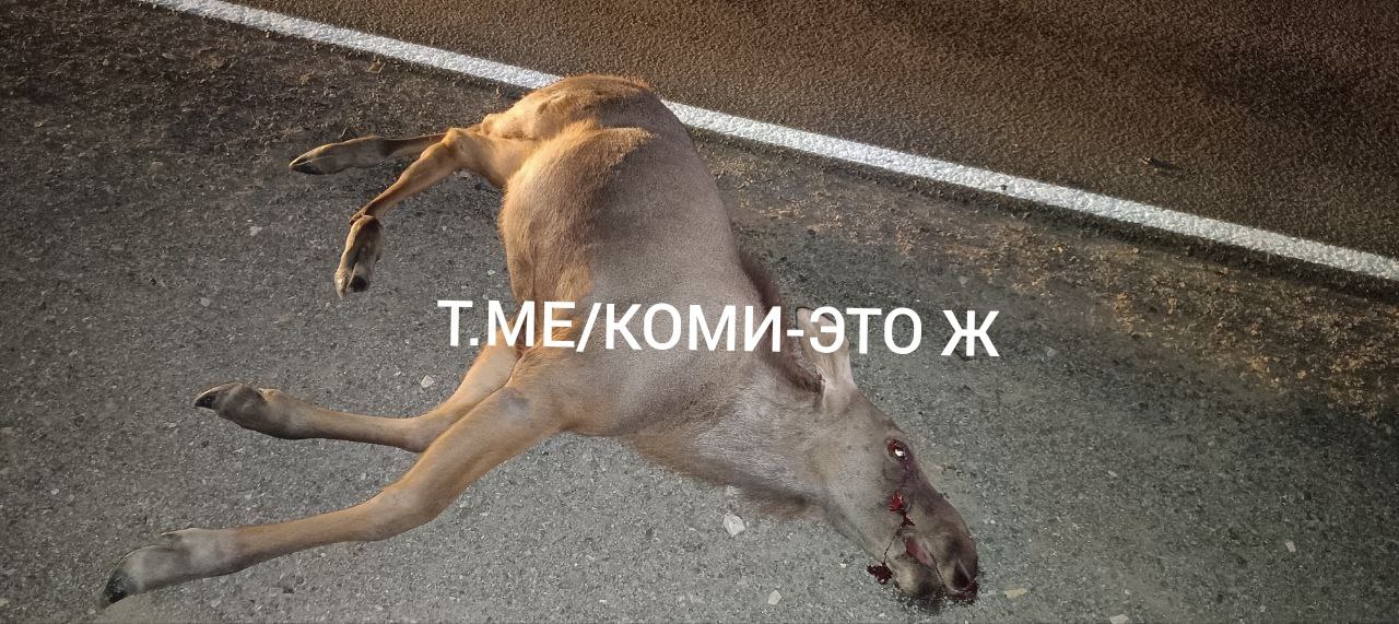 Вчера около 22:00 по трассе Вятка в Сысольском районе водитель на Рено Меган сбил лося. Без пострадавших. Спасли подушки безопасности.