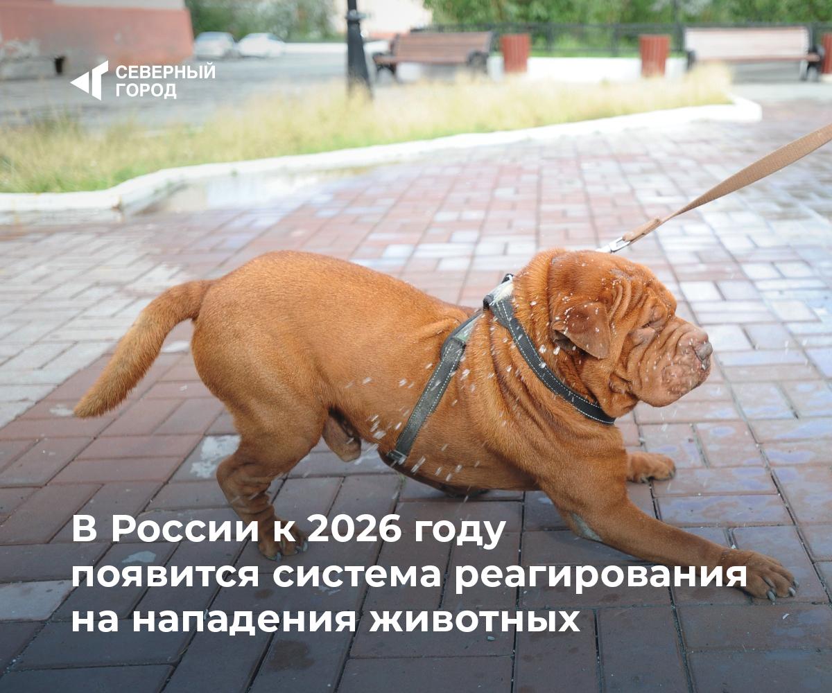 В России к 2026 году появится система реагирования на нападения животных Правительство утвердило план по созданию комплексной системы для ответственного обращения с животными. В нее войдут регистрация, стерилизация, вакцинация и маркировка питомцев. С июля 2025 по май 2026 года Минприроды и профильные ведомства разработают законопроекты, которые помогут эффективно реагировать на случаи нападений животных, а также регулировать обращение с безнадзорными животными. Планируется обеспечить возможность вызвать службу по номеру 112 при инцидентах с животными и информировать санитарно-эпидемиологические службы. #общество – За безопасность! – Новый уровень защиты!