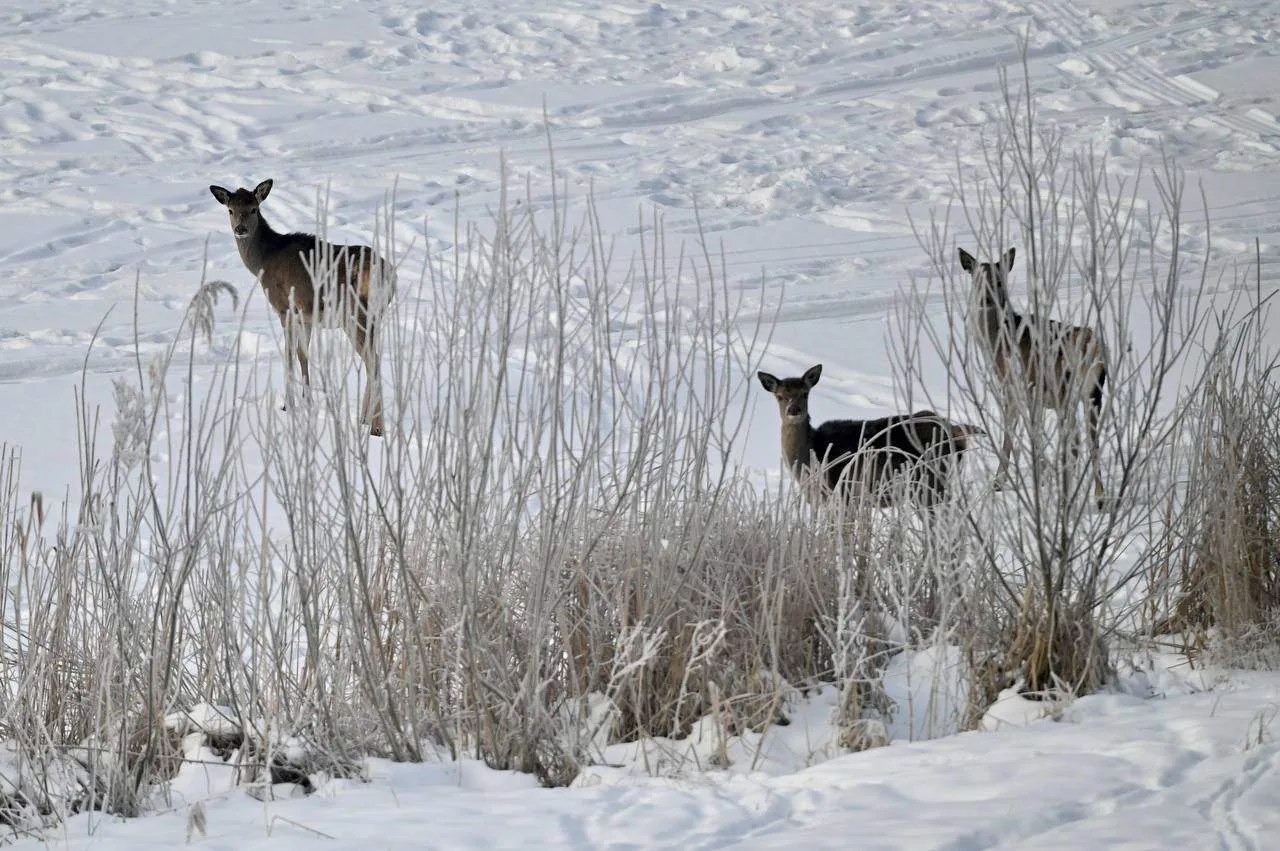 В Тамбовской области участились случаи захода диких животных лисиц косуль и лосей в населенные пункты В 2025 году сотрудники министерства экологии и природных ресурсов области и учреждения Тамбовохота отловили и переместили в естественную среду обитания 43 особи диких животных включая 3 косуль и 40 лисиц Отлов мелких животных осуществляется с помощью живоловушек а для обездвиживания крупных копытных используется духовое ружье которое позволяет минимизировать стресс для животных и обеспечить их комфортное возвращение в естественную среду В 2026 году эта работа будет продолжена Действующий алгоритм позволяет нам оперативно реагировать на обращения граждан и эффективно решать вопросы связанные с заходом диких животных в населенные пункты Наша задача обеспечить безопасность как для жителей региона так и для обитателей животного мира сказал министр экологии и природных ресурсов области Дмитрий Сомов Фото Павел Васильев