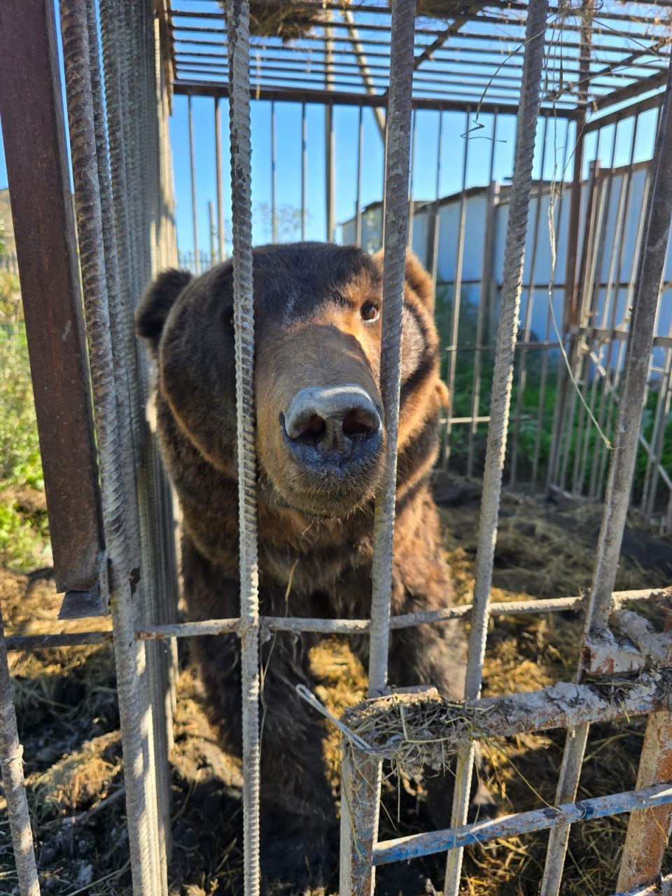Два бурых медведя изъятых из частного зоопарка в Дагестане отправились в новый дом в хоспис диких животных Дом тигра в Ленобласти Животных спасли от жестокого обращения из зоопарка в селе Рукель Дербентского района В этом зоопарке животные содержались с нарушениями законодательства не получали должного ухода и ветеринарного лечения недоедали а также у заведения не было лицензии на показ Судебные органы приняли решение о необходимости переместить медведей в более подходящие условия Об этом сообщила пресс служба Северо Западного Управления Росприроднадзора Сейчас оба медведя находятся в хорошем состоянии Работа по размещению оставшихся животных продолжается Каждому из них будет найдено безопасное место где они смогут жить в соответствии с их потребностями Экология дело каждого Читай нас в MAX Подпишись на Комсомольскую правду СПб