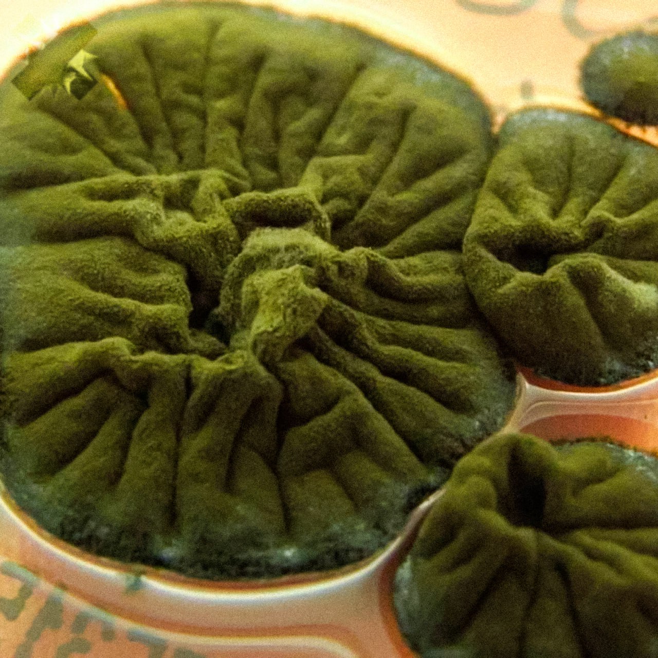 В Чернобыльской зоне нашли гриб который питается радиацией Cladosporium sphaerospermum спокойно растёт на стенах разрушенного реактора там где никакие бактерии не выдерживают Теория радиосинтеза всё ещё требует доказательств но факт остаётся фактом под ионизирующим фоном этот организм разрастается еще активнее природа снова удивляет похож на зеленый хинкали НМШ