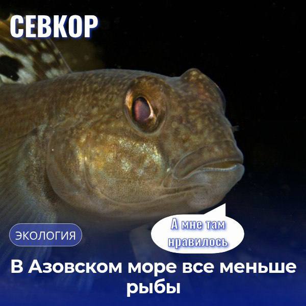 Бычок в Азовском море - все Бычок исчез из Азовского моря у берегов Геническа и Бердянска. Учёные из ИнБЮМ Институт биологии южных морей РАН не нашли его даже в прибрежной зоне — вероятно, из-за переловов в украинский период. Тогда массово использовали донные тралы, что разрушило кормовую и нерестовую базу рыбы. Также в экспедиции исследовали радиационный и химический фон — впервые после воссоединения регионов с Россией. Пробы уже изучают в лабораториях. Читайте Севкор