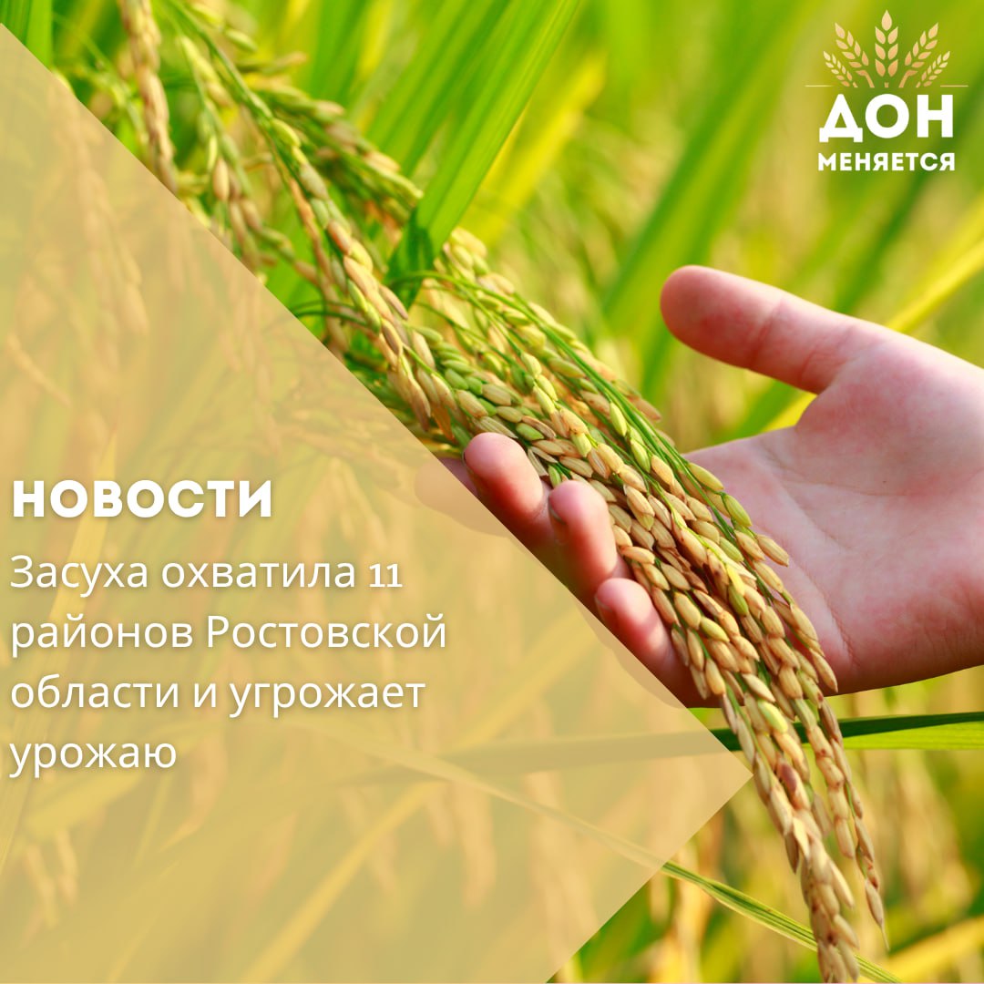 В Ростовской области почвенная засуха зафиксирована уже в 11 районах региона. Об этом сообщили в Северо-Кавказском управлении гидрометеослужбы. Наибольшее влияние засуха оказывает на посевы озимой пшеницы, ярового ячменя и гороха. Среди пострадавших территорий — станица Казанская, Чертково, Белая Калитва, Шахты, Маргаритово, Семикаракорск, Гигант, а также хозяйства «Красный Октябрь» в Веселовском районе и «Белозерное» в Сальском. Под ячменем неблагоприятные условия отмечены в Зернограде и Цимлянске, под горохом — в районе Чертково. Специалисты объясняют, что причиной засухи стало сочетание продолжительного отсутствия осадков, высоких температур, интенсивной солнечной радиации, сильного ветра и испарения влаги из почвы. Ситуация несёт риски для урожайности в аграрных районах региона.