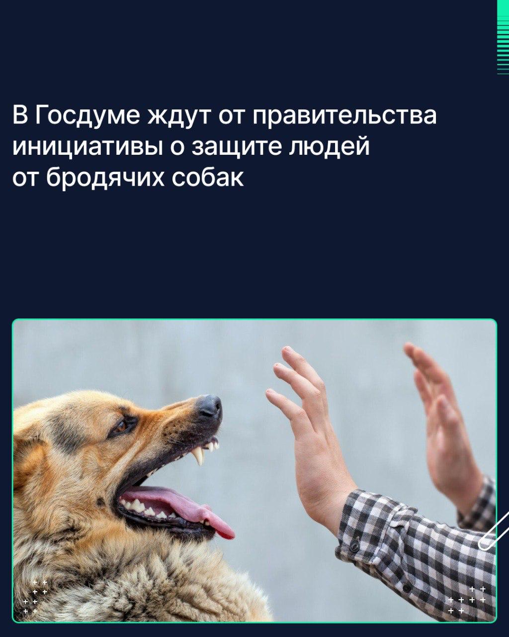 От правительства до сегодняшнего дня не поступило предложений, направленных на защиту людей от бродячих собак. Об этом Председатель Госдумы Вячеслав Володин сообщил журналистам 16 апреля.   «Важно, чтобы правительство использовало своё право законодательной инициативы по тем проблемным вопросам, которые волнуют наших граждан», — сказал спикер ГД.  По его словам, только за последнюю неделю в СМИ появилась информация о трёх новых случаях нападений собак на детей.   «Правильно искать решение этой проблемы, а не стоять в стороне. Бродячие собаки не должны бегать по детским площадкам, паркам, скверам. Необходимо сделать всё, чтобы защитить людей от агрессивных животных», — подчеркнул Володин. У регионов должны быть полномочия для этого, добавил он.  Председатель Госдумы уверен: было бы правильно, чтобы и сенаторы Совета Федерации, как представители регионов, сформулировали свои предложения по защите людей от бродячих собак.   Ранее на пленарном заседании 18 марта Госдума приняла обращение к правительству с просьбой представить позицию кабмина по текущей ситуации в области обращения с животными и предложения по решению проблем.