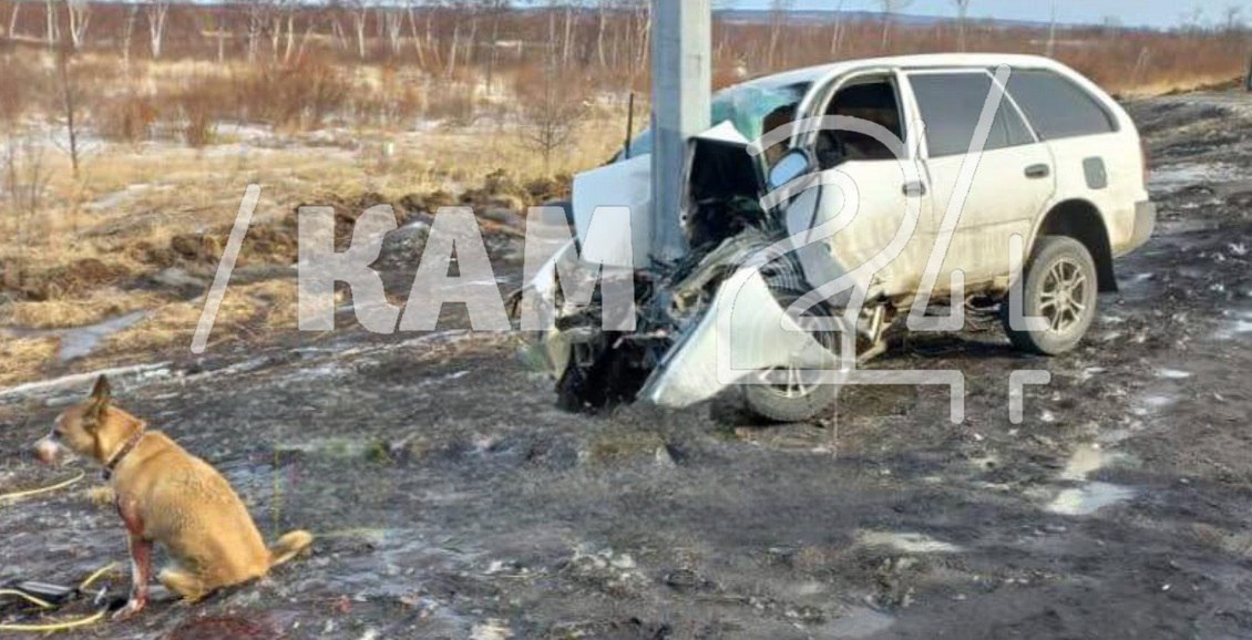 На Камчатке автомобиль врезался в столб: водитель погиб, собака выжила  видео  На Камчатке врезался в столб легковой автомобиль, в котором находились водитель и собака. При ударе собаку выбросило из машины, а водитель, предварительно, погиб.  Нажмите для подробностей -