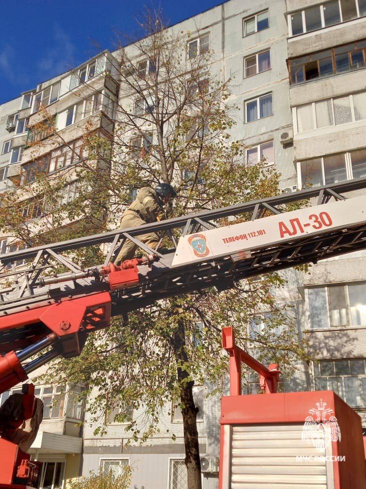 Пожарные спасли кота, застрявшего в ветвях высокого дерева    Накануне утром жители Староосколького муниципального округа обратились за помощью к пожарным МЧС России. Они сообщили, что в микрорайоне Жукова кот забрался на высокое дерево, но спуститься обратно не смог. Он застрял на одной из веток и начал громко мяукать, привлекая внимание прохожих. Так как в данный момент людям помощь не требовалась, пожарные откликнулись на просьбу горожан.     По указанному адресу прибыл дежурный караул пожарно-спасательной части № 6. С помощью автолестницы один из сотрудников МЧС России подобрался к коту. Ему удалось аккуратно снять испуганное животное с дерева и спуститься с ним на землю. Спасенный совсем выбился из сил, но не пострадал.