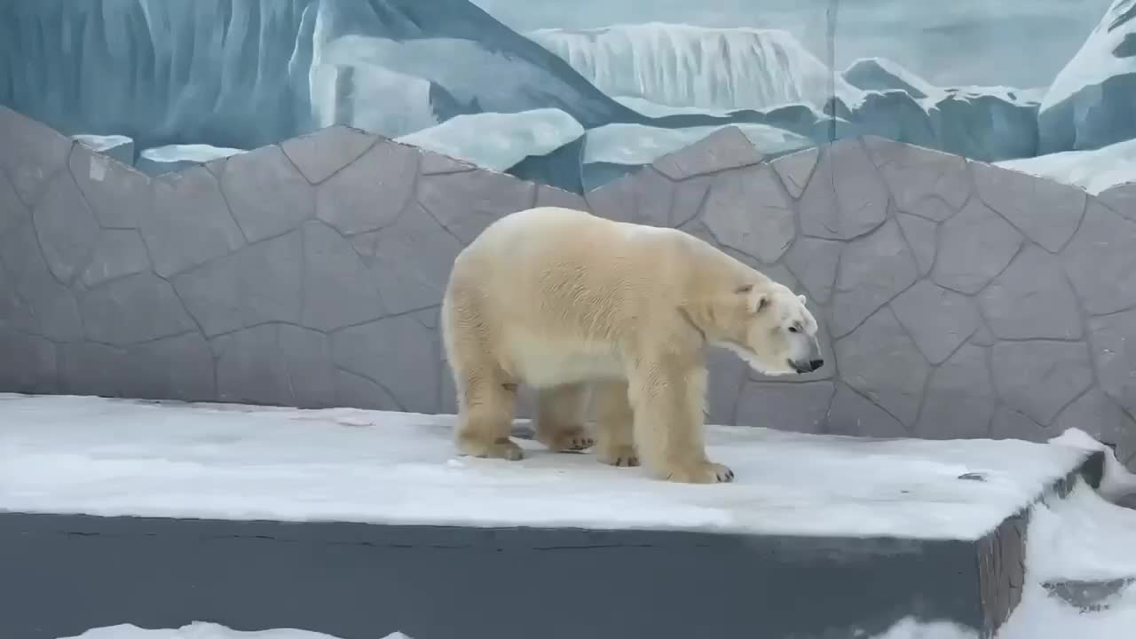 Белая медведица Думка отмечает Международный день полярного медведя в зоопарках России