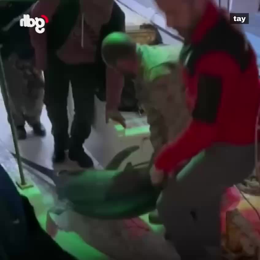 Рыбак из Хатаи поймал меч-рыбу весом 115 кг и продал её за 65 тысяч лир