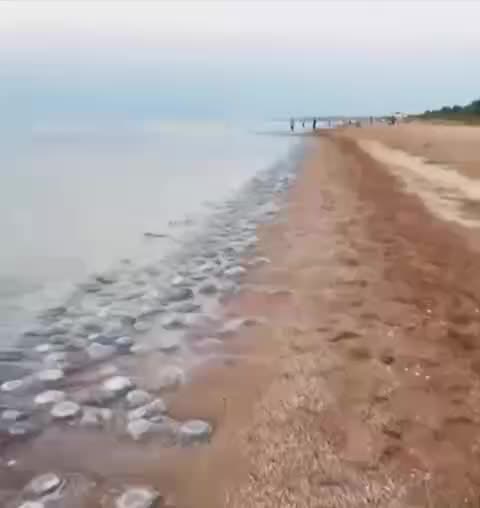 Нашествие медуз на пляжах Азовского моря в Темрюкском районе