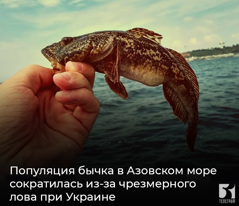Популяция бычка в Азовском море сократилась из-за чрезмерного лова при Украине. В Институте биологии южных морей ФИЦ ИнБЮМ РАН со ссылкой на начальника экспедиции, ведущего инженера отдела радиационной и химической биологии Игоря Мосейченко, рассказали о том, что контрольный лов показал отсутствие бычка в прибрежной зоне Азовского моря. «Резкое сокращение популяции бычка в Азовском море у побережья Херсонской и Запорожской областей, по информации местных рыбинспекторов, стали замечать несколько лет назад. Это связано с переловом и подрывом кормовой базы и базы для размножения бычка в украинский период. Во времена СССР вылов бычка производился только с маломерных судов и малой бычковой драгой, но с 1990-х годов Украина стала использовать сейнеры с донными тралами, что привело к подрыву популяции в этих районах», — рассказали в Институте. ЗАПОРОЖСКИЙ ТЕЛЕГРАФ