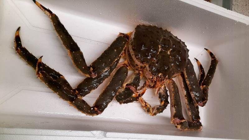 Более 64 тысяч тонн рыбной продукции отправили на экспорт из Мурманской области за первые 7 месяцев 2025 года Как сообщили в Североморском межрегиональном управлении Россельхознадзора, морепродукты отправили в страны Евросоюза 47,57 тысячи тонн , Китай 7,679 тысячи тонн краба, креветок и кальмаров , Южную Корею, ОАЭ, Марокко, Уругвай и другие страны. Фото: Североморское межрегиональное управление Россельхознадзора Подпишись — Вести Мурман