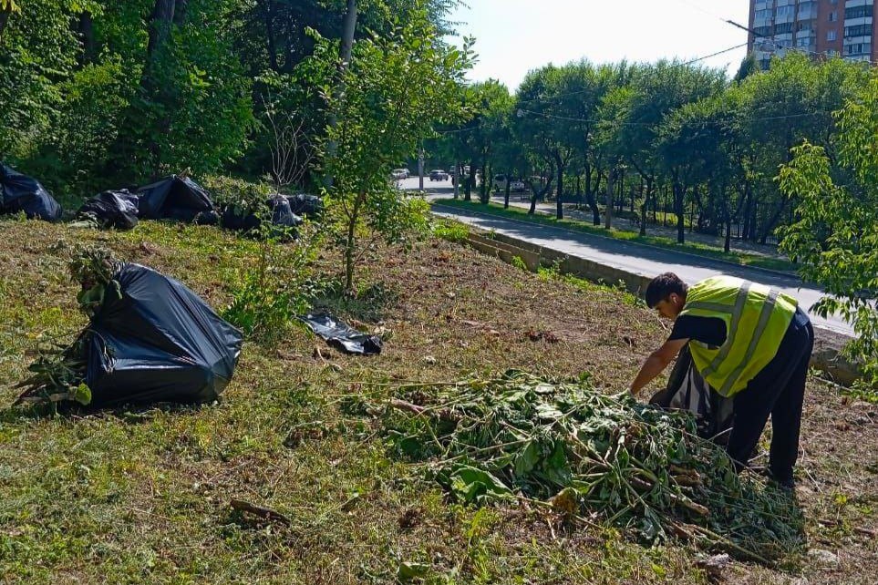 Борьба с сорняками: парки и скверы Владивостока приводят в порядок В общественных пространствах дальневосточной столицы регулярно скашивают траву на газонах, откосах и других открытых площадках. Работы ведёт подрядная организация по заказу учреждения «Лазо», а также сотрудники муниципального учреждения «Зелёный Владивосток». Крупные сорняки рабочие убирают вручную, а среднюю и мелкую траву скашивают газонокосилкой. Далее траву сгребают и вывозят. Специалисты ежедневно отслеживают состояние газонов и косогоров в парках, скверах и на набережных и по необходимости проводят покосы. Например, на минувшей неделе рабочие компании-подрядчика привели в порядок газоны в Покровском парке. В эти дни работы по покосы травы запланированы в местах отдыха на Русской, 48, на улицах Окатовой, Верхнепортовой и в районе благоустроенного пляжа бухты Ахлестышева. #ЗелёныйВладивосток