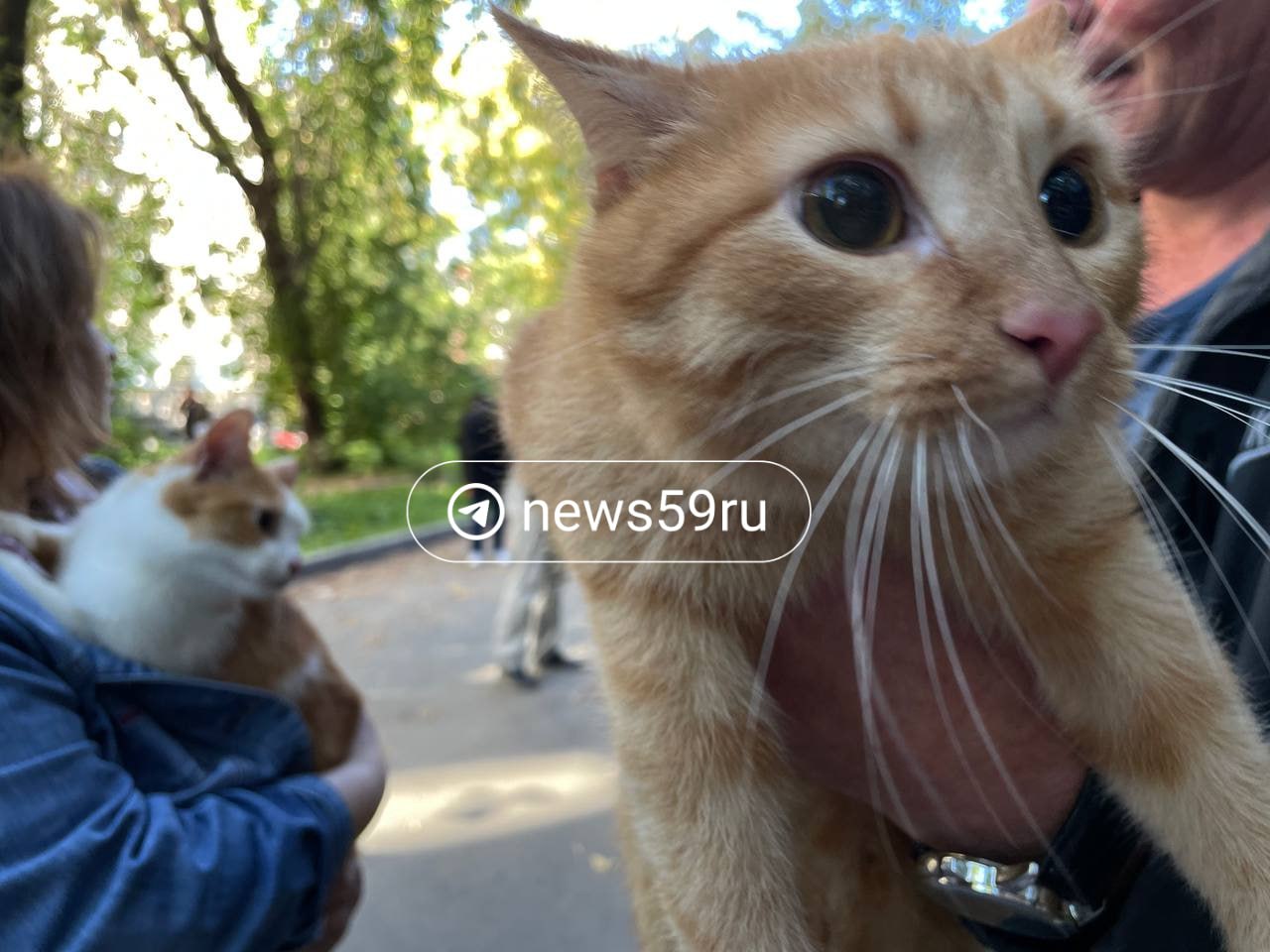 Местные жители первым делом бросились доставать своих питомцев из дома, в котором обвалился подвал и первый этаж      Сейчас на месте ЧП в Перми работают спасатели. Для собственников жилья открыли горячую линию, а по адресу Клары Цеткин, 21 открыт пункт приема эвакуированных жителей дома по вопросам их временного размещения.    59. RU  Как в Волгу глядели