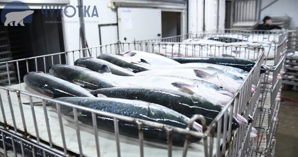 На Чукотке добыли 235 тонн красной рыбы Департамент сельского хозяйства и продовольствия подвёл промежуточные итоги лососевой путины. Результаты лучше, чем в предыдущие годы. На 14 июля добыли 235 тонн красной рыбы. Почти весь улов приходится на рыбопромышленные компании, которые ведут промысел в Западно-Беринговоморской зоне. Начали ловить лососей рыболовы-любители и жители из числа коренных малочисленных народов Чукотки. Последние отчитываются о рыбалке в конце года, а любители по последним данным выловили 62 килограмма красной рыбы. ЧИТАТЬ ПОЛНОСТЬЮ Информагентство "Чукотка" ПОДПИСАТЬСЯ ПОДДЕРЖАТЬ ГОЛОСОМ