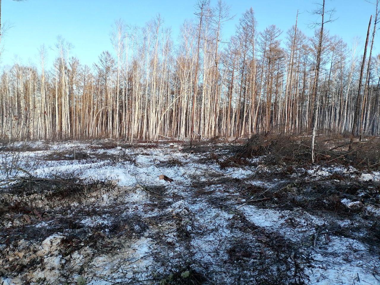 "Чёрных" лесорубов поймали недалеко от Сковородино - ущерб составил более 300 тысяч рублей  Сотрудники ГКУ «Урушинское лесничество» совместно с сотрудниками Пограничного управления ФСБ России по Амурской области выявили факт противозаконной рубки лесных насаждений, сообщает амурский Минлес.  «Черные лесорубы» промышляли заготовкой лиственницы в 10 километрах от посёлка Сковородино. Заготовители превысили размеры договора разрешающего заготавливать лес и незаконно спилили 13 лиственниц объемом около 16 кубометров.   По предварительной оценке стоимость ущерба причинённого Гослесфонду Российской Федерации составила 331400 рублей.